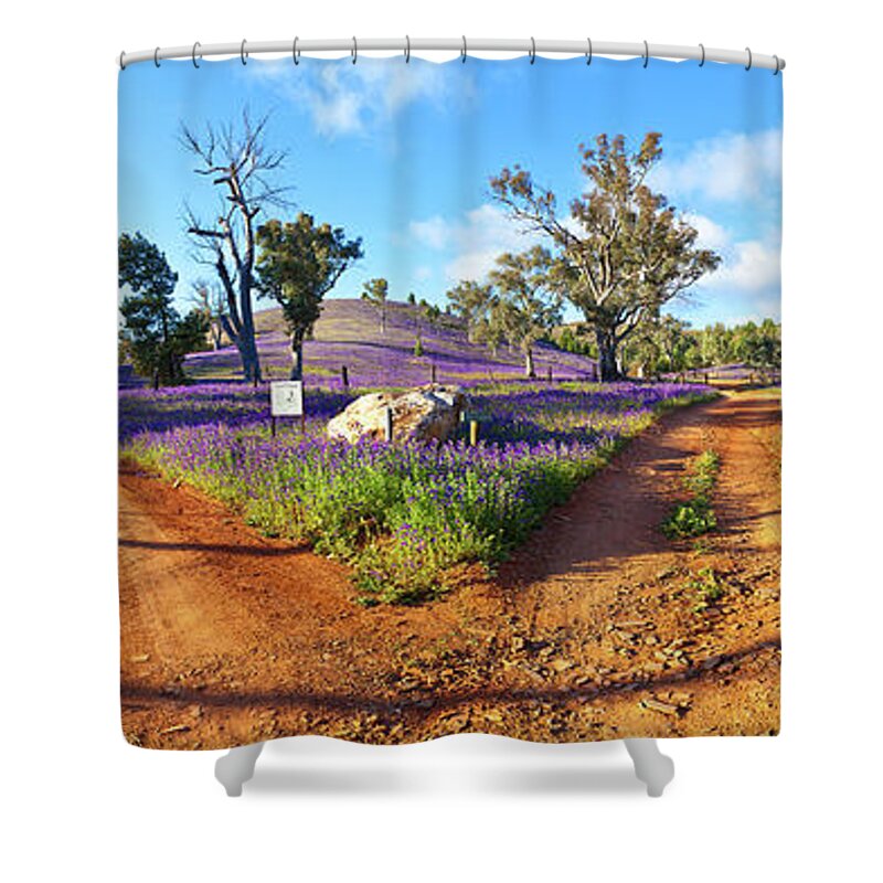 Salvation Jane Pattersons Curse Willow Springs Station Flinders Ranges Wild Flowers Fork In The Road Dirt Trakcs Ausralia South Australian Landscape Landscapes Pano Panorama Panoramic Shower Curtain featuring the photograph Roads to Salvation Jane by Bill Robinson