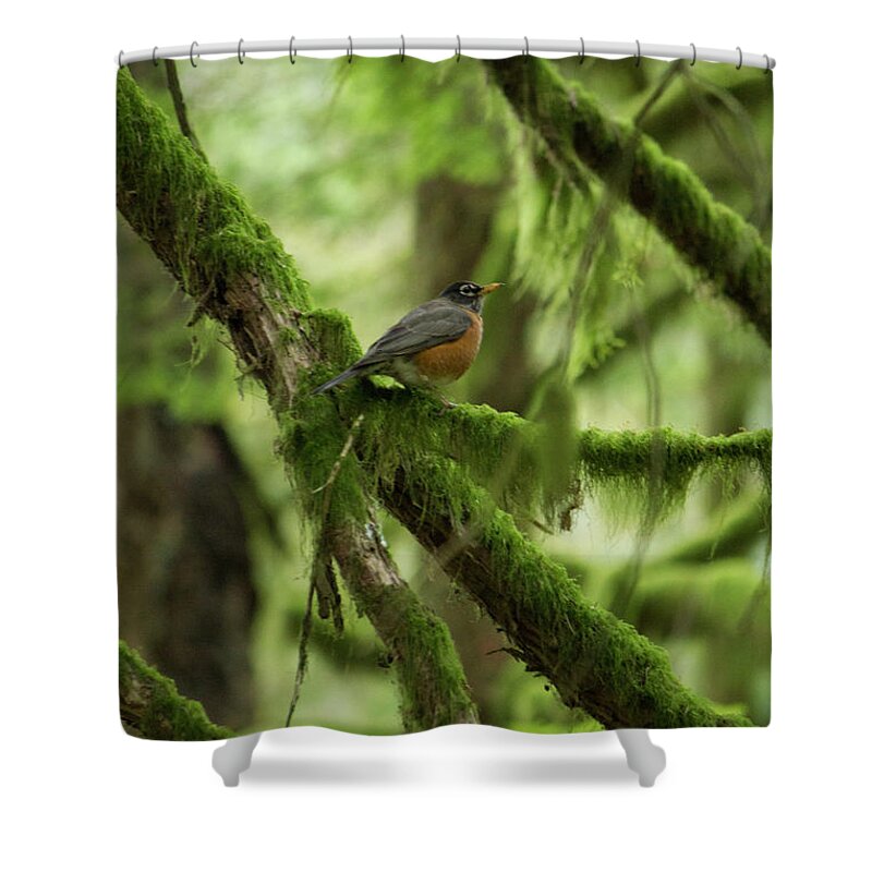 Robin Shower Curtain featuring the photograph Robin on a Branch by Donna L Munro