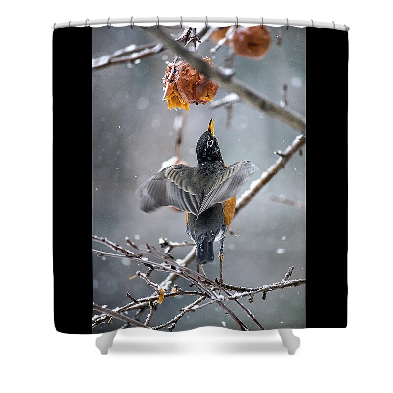 Robin Red Breast Shower Curtain featuring the photograph Robins Portrait Pose by Marty Saccone