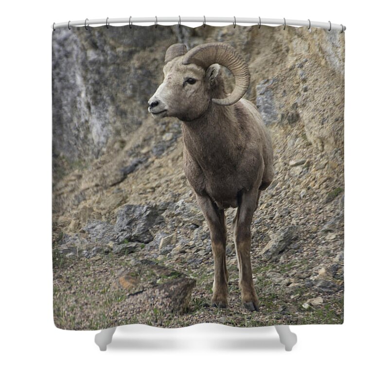 Big Shower Curtain featuring the photograph Rockies Big Horn by Louise Magno