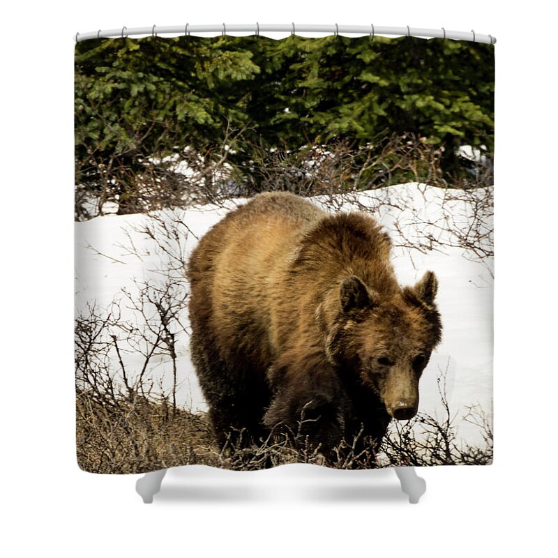 Bear Shower Curtain featuring the photograph Rockies Grizzly by Louise Magno