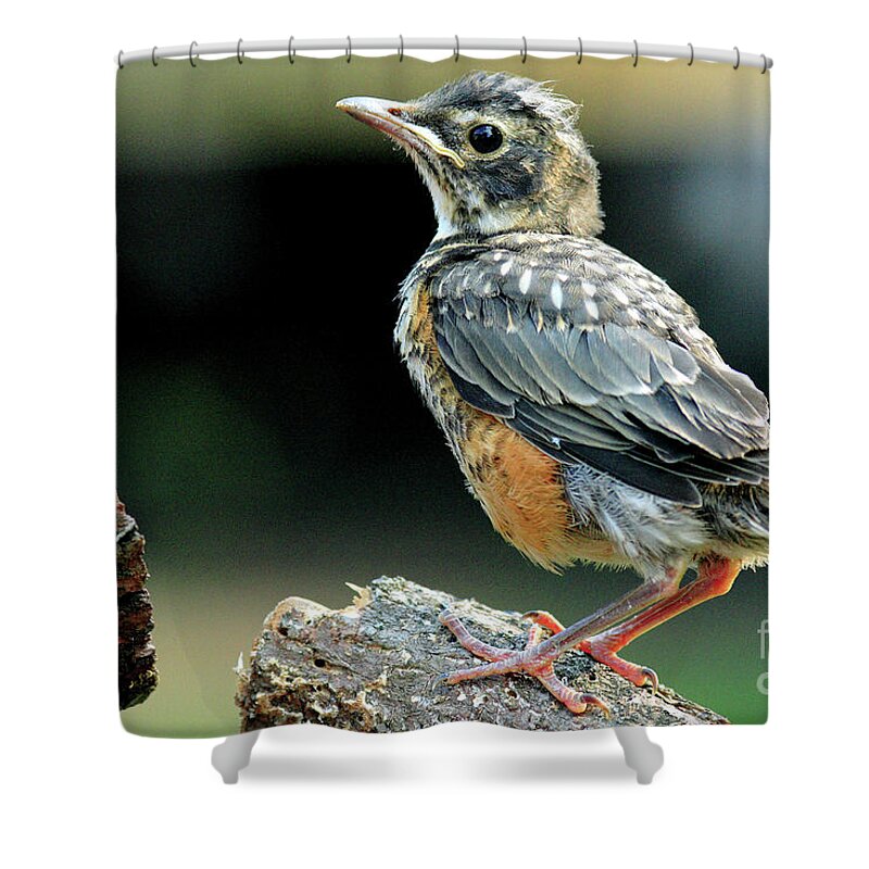 American Shower Curtain featuring the photograph Rockin Robin by Douglas Stucky