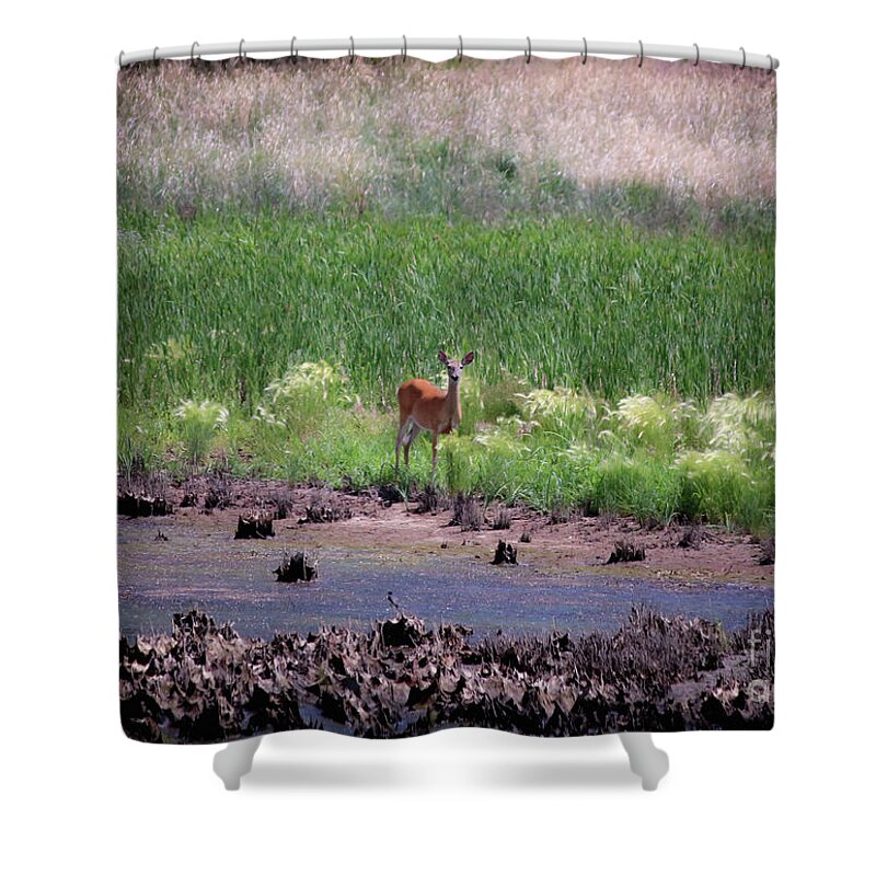 Deer Shower Curtain featuring the photograph Rocky Mountain Arsenal National Wildlife Refuge by Veronica Batterson