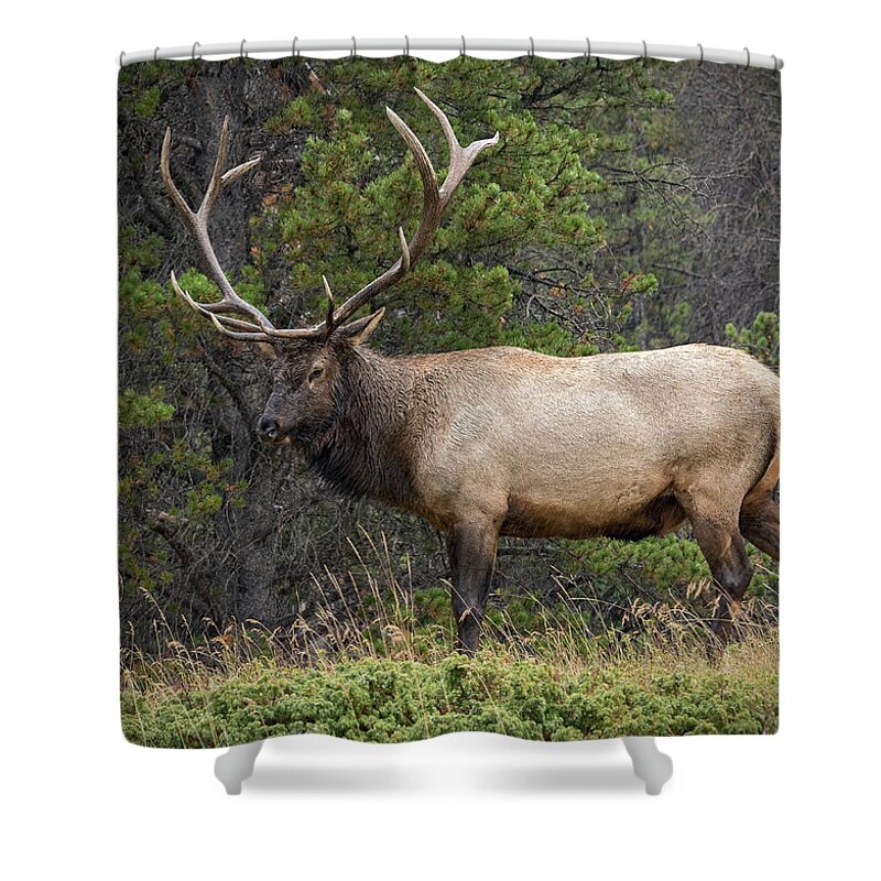 Colorado Shower Curtain featuring the photograph Rocky Mountain National Park Bull Elk by John Vose