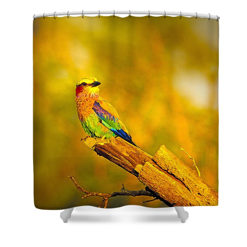 Birds Shower Curtain featuring the photograph Roller by Patrick Kain