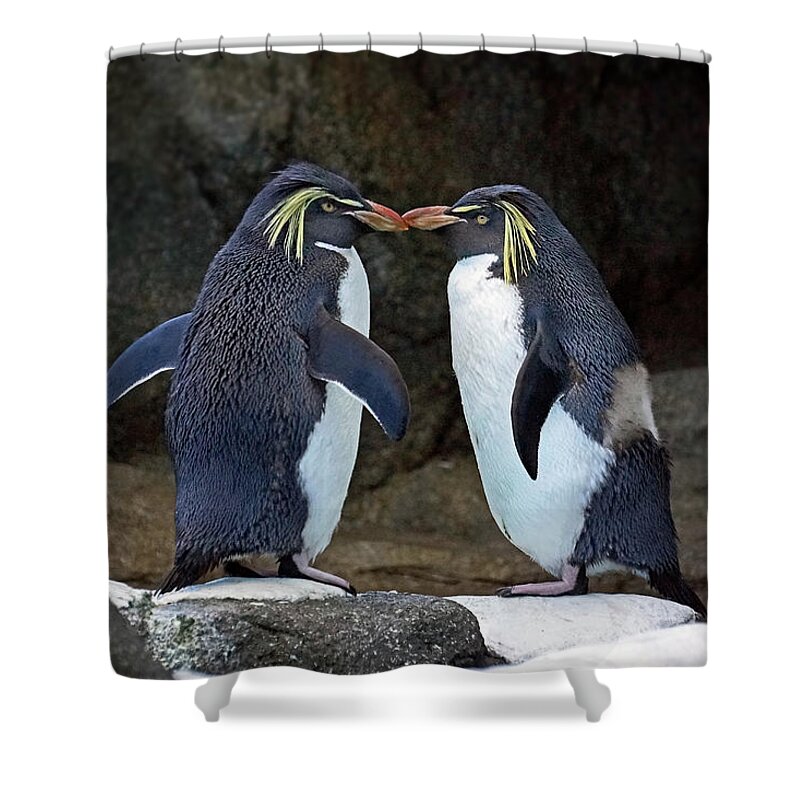 Rockhopper Penguin Shower Curtain featuring the photograph Romantic Rockhoppers by Inge Riis McDonald