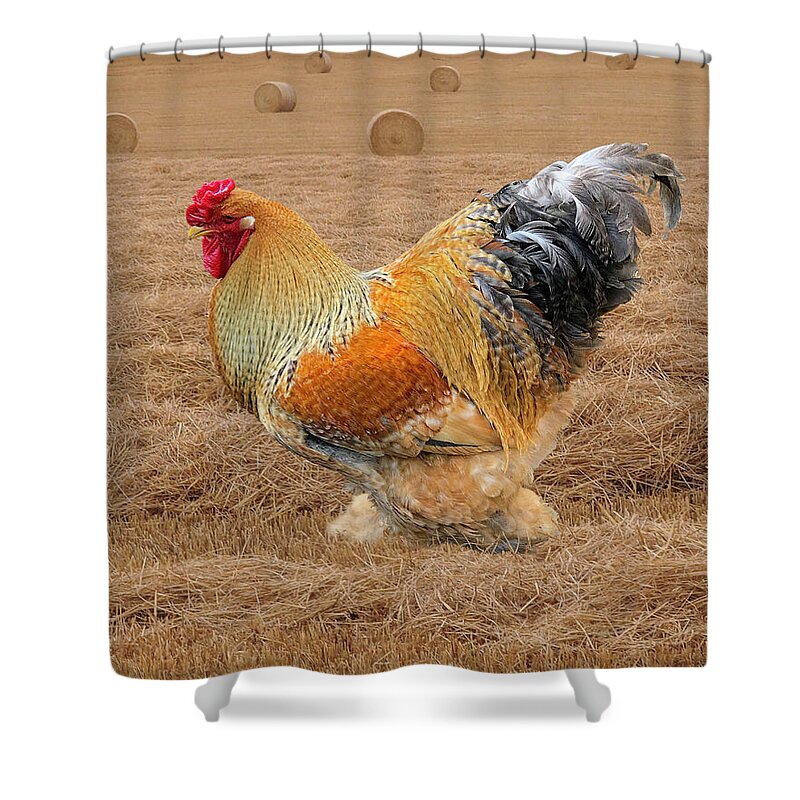 Rooster Shower Curtain featuring the photograph Rooster In The Hay Field by Gill Billington