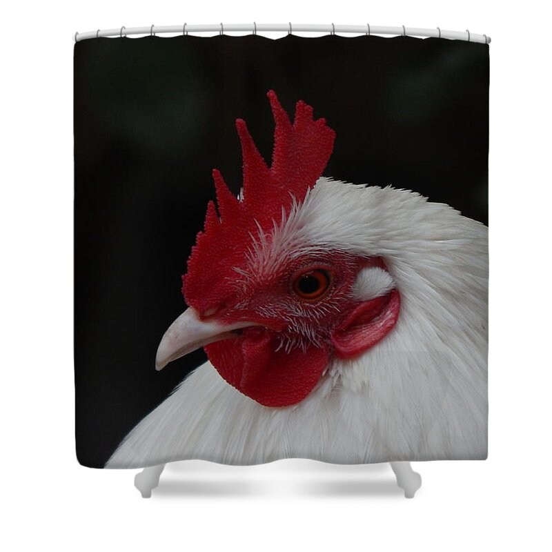 Rooster Shower Curtain featuring the photograph Rooster In White by Jan Gelders
