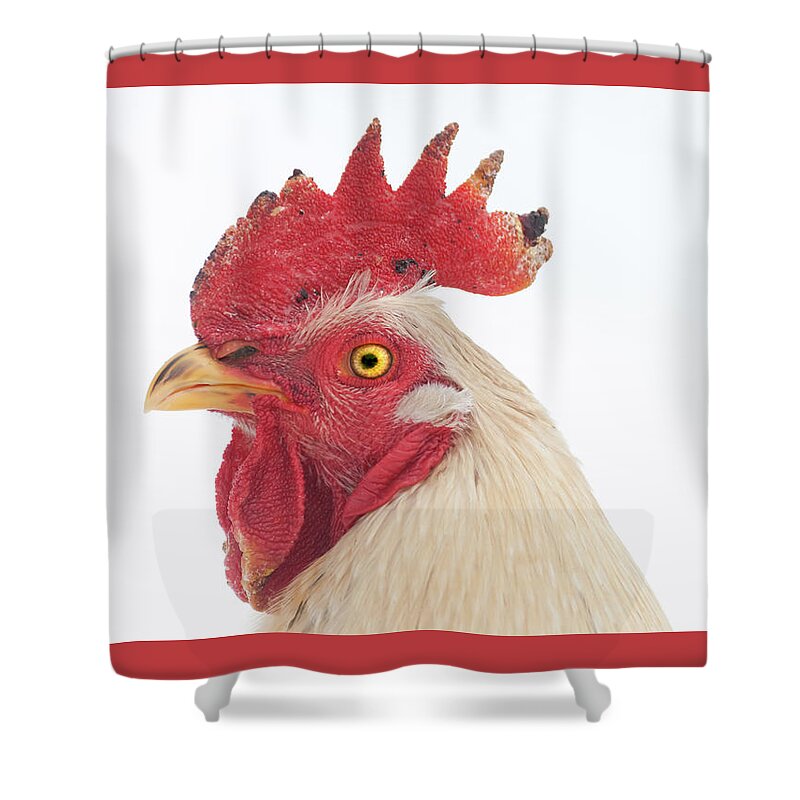 Chicken Shower Curtain featuring the photograph Rooster Named Spot by Troy Stapek