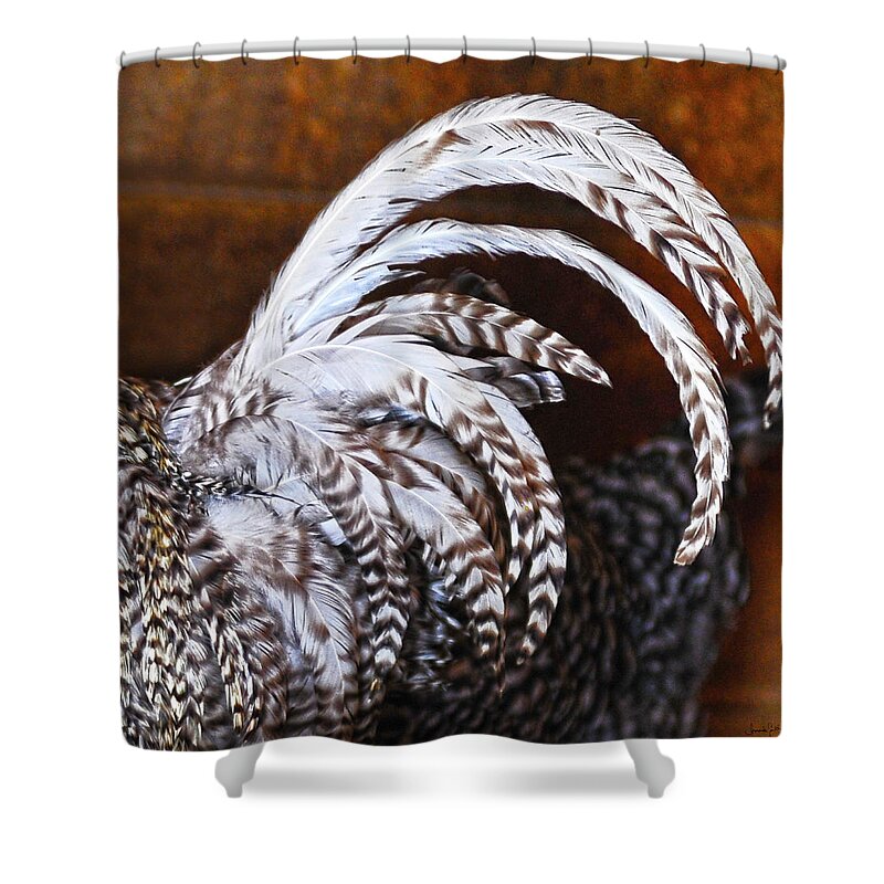 Rooster Shower Curtain featuring the photograph Rooster's Tail by Amanda Smith