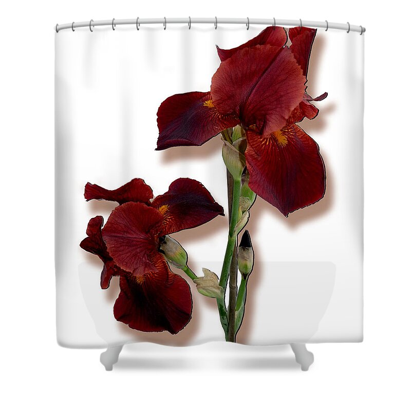 Iris Shower Curtain featuring the photograph Root Beer Irises by Tara Hutton