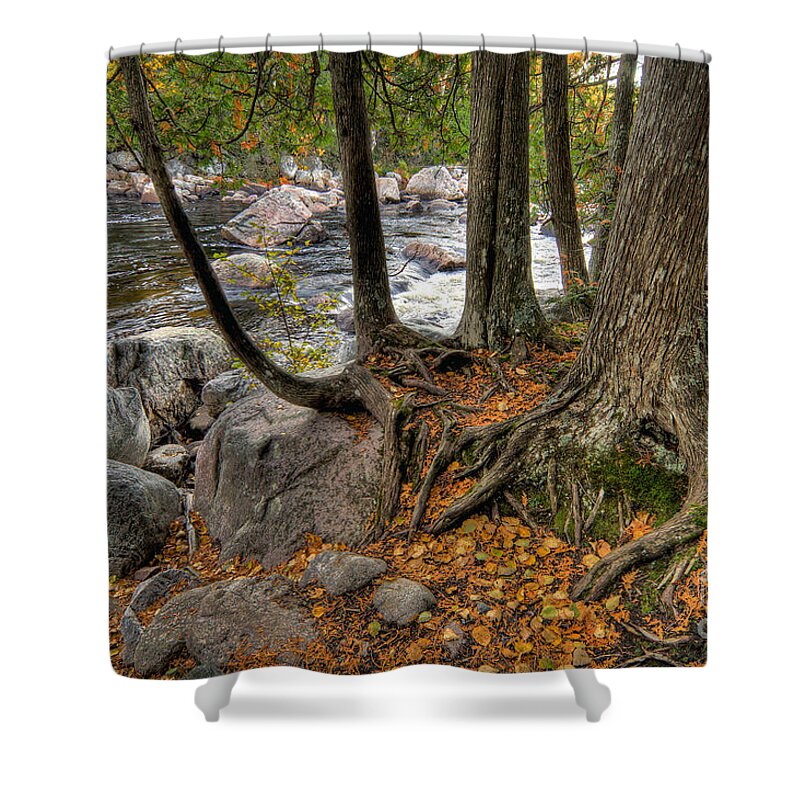 Canada Shower Curtain featuring the photograph Roots by Doug Gibbons