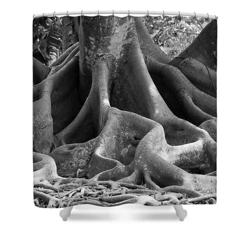 susan Molnar Shower Curtain featuring the photograph Roots Four by Susan Molnar