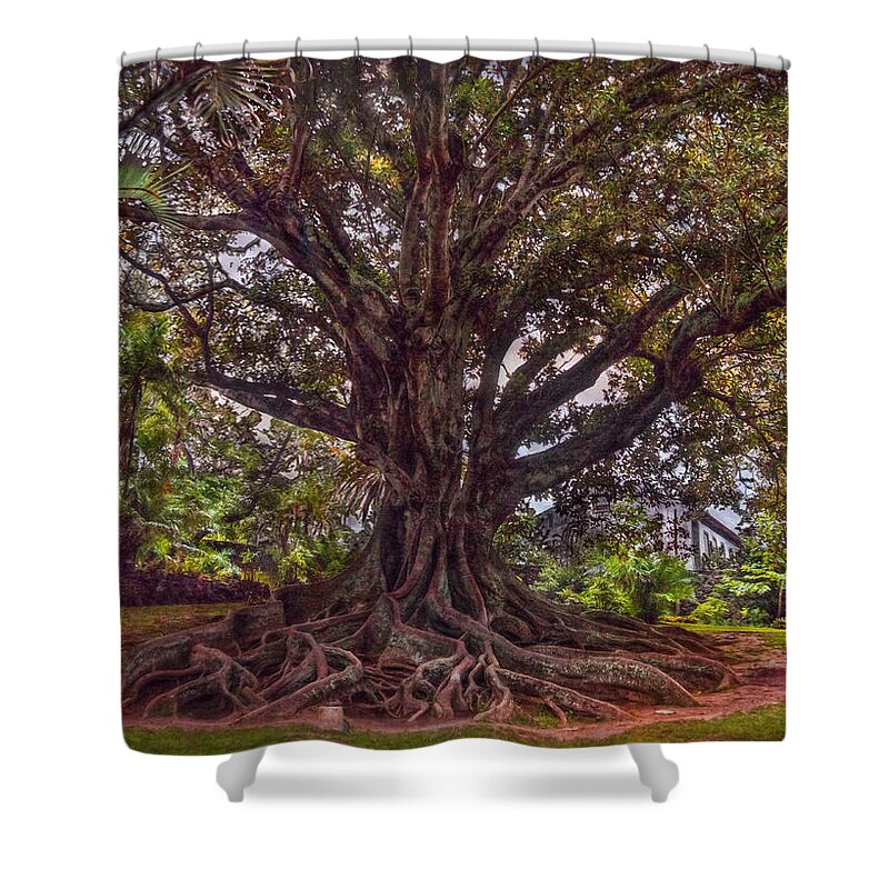 Tree Shower Curtain featuring the photograph Roots by Hanny Heim