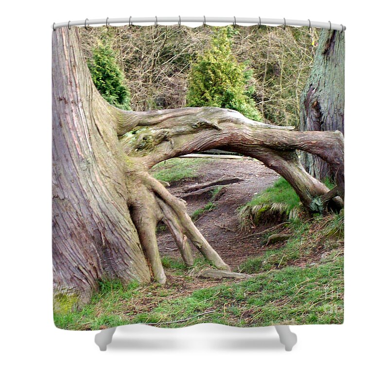 Tree Shower Curtain featuring the photograph Roots of Strength by Mary Mikawoz
