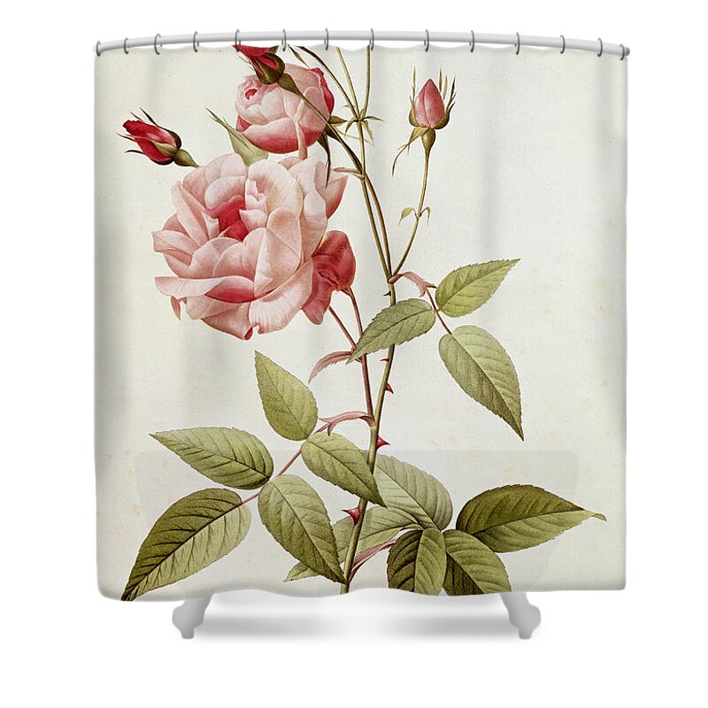 Rosa Shower Curtain featuring the painting Rosa Indica Vulgaris by Pierre Joseph Redoute