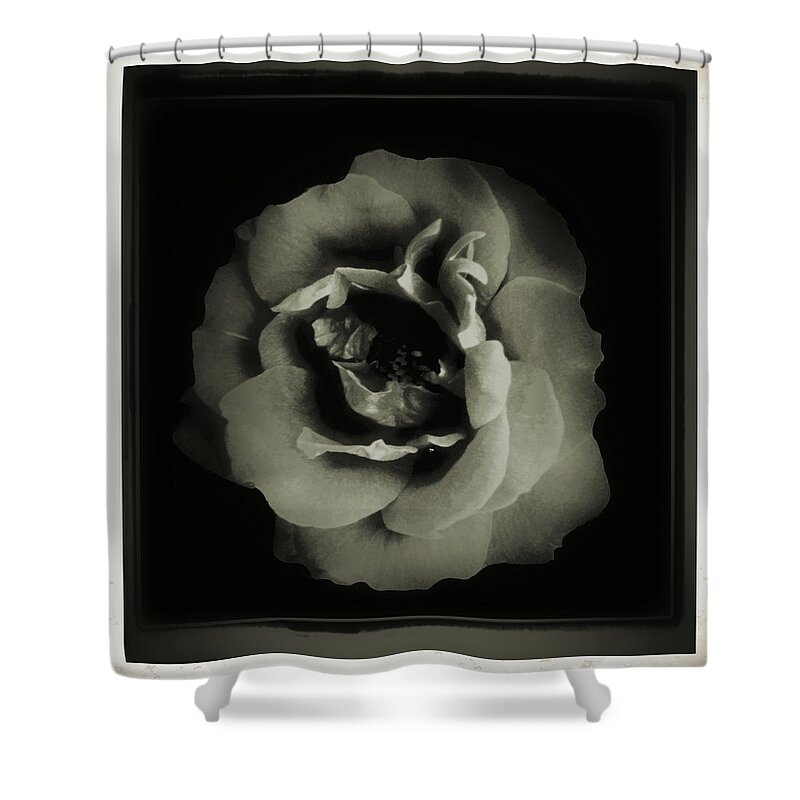 Abstract Shower Curtain featuring the mixed media Rose 12 by John Krakora
