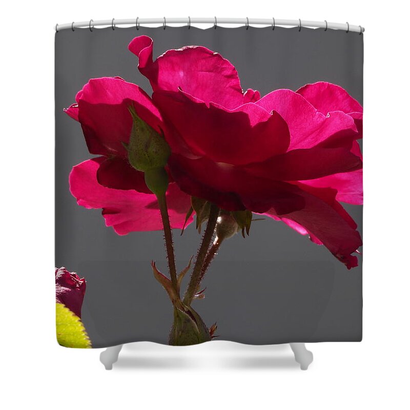 Botanical Shower Curtain featuring the photograph Rose Backlight by Richard Thomas