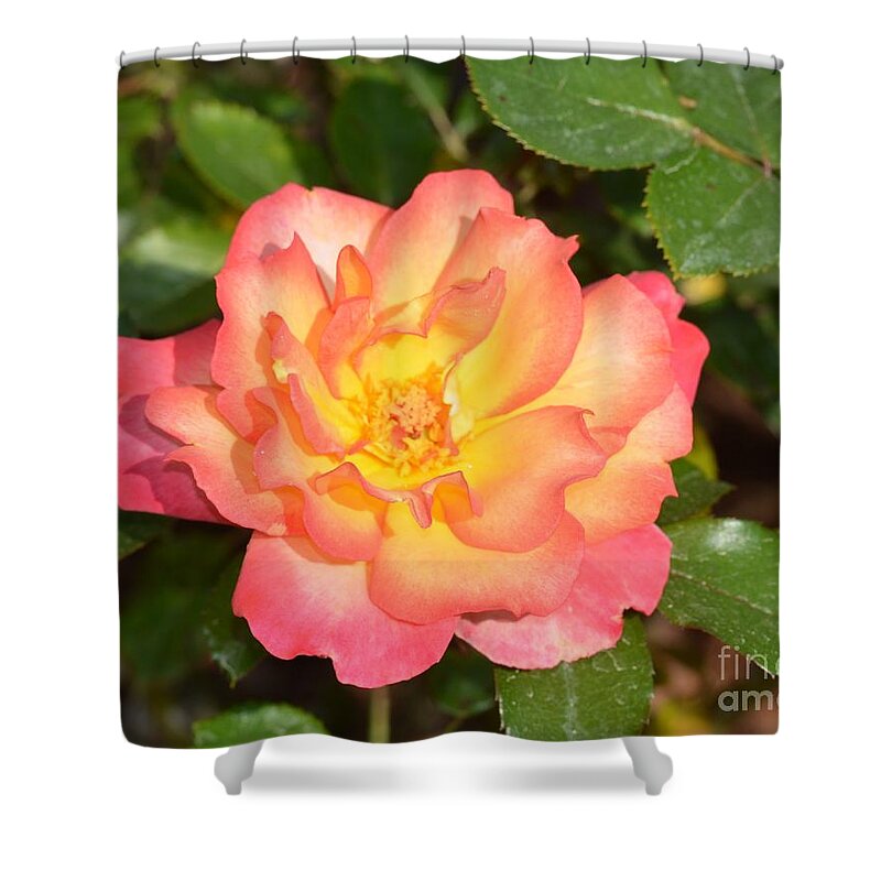 Rose Blossom 17-01 Shower Curtain featuring the photograph Rose Blossom 17-01 by Maria Urso