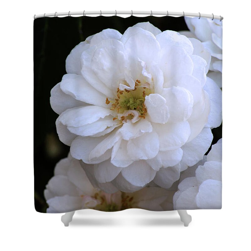 Rose Shower Curtain featuring the photograph Rose Bouquet by Tania Read