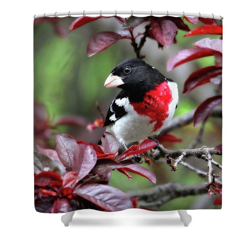 Birds Shower Curtain featuring the photograph Rose-Breasted Grosbeak by Trina Ansel