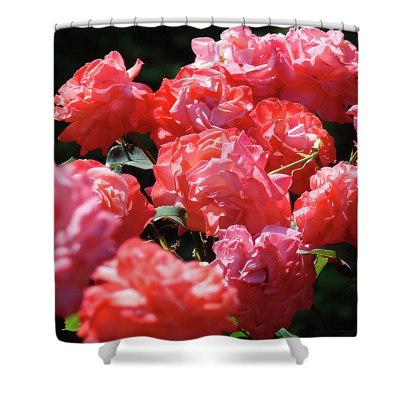 Rose Shower Curtain featuring the photograph ROSE GARDEN Art Prints Pink Red Rose Flowers Baslee Troutman by Patti Baslee