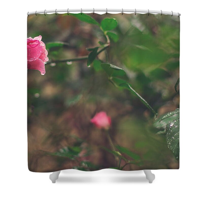 Rose Shower Curtain featuring the photograph Rose Garden by Jessica Brown