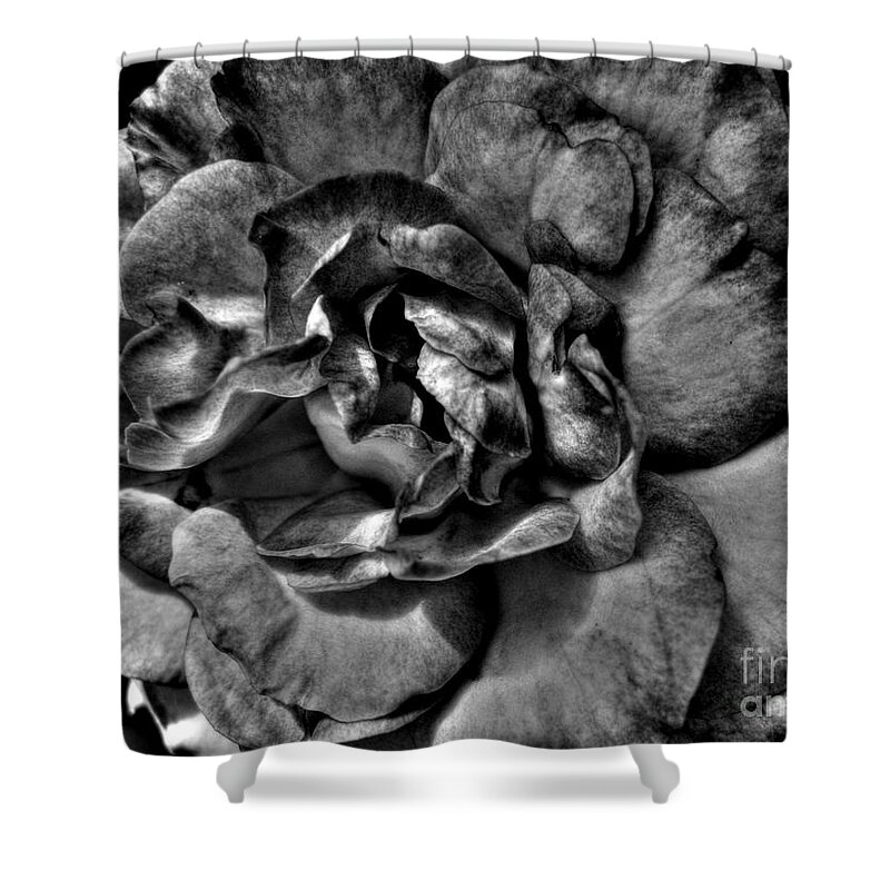 Rose Shower Curtain featuring the photograph Rose In Black And White by Nina Ficur Feenan