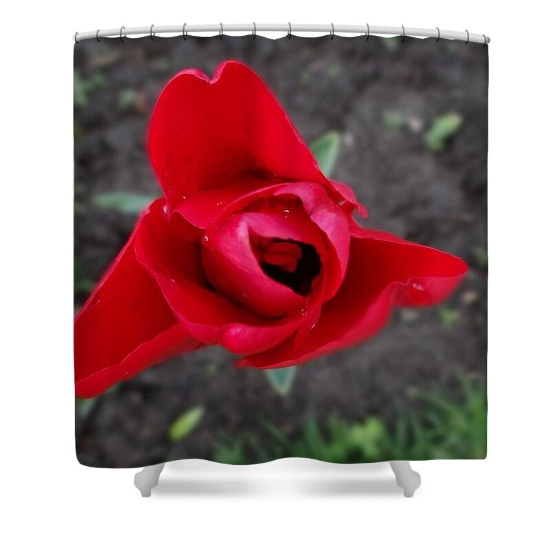 Photograph Shower Curtain featuring the photograph Rose by Khushboo N