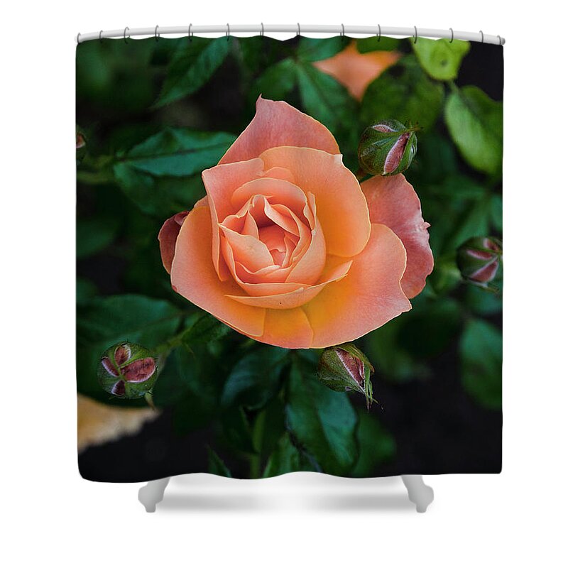 Rose Shower Curtain featuring the photograph Rose by Lawrence Knutsson