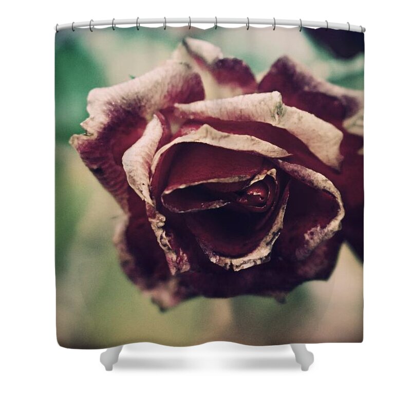 Rose Shower Curtain featuring the photograph Rose by Nathan DiCeglie