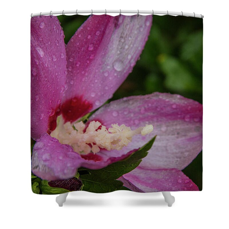 Flowers Shower Curtain featuring the photograph Rose of Sharon Hibiscus with rain drops by Garry McMichael