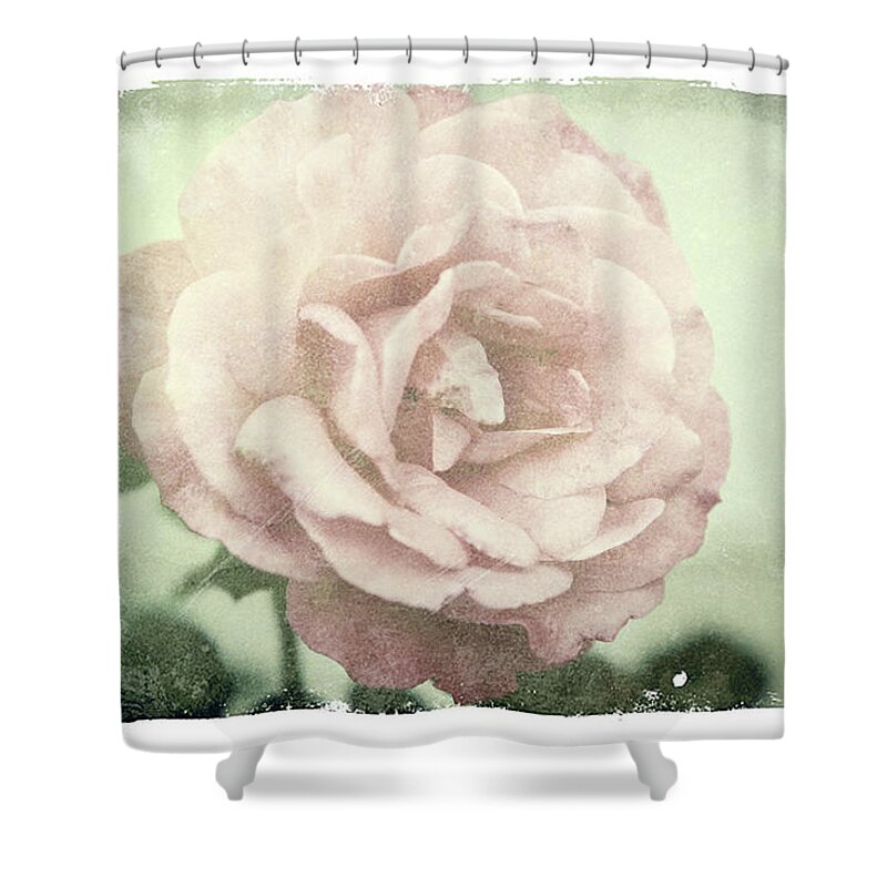 Rose Shower Curtain featuring the photograph Rose of victorian moments by Toni Hopper