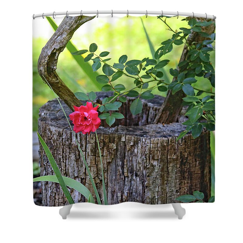 Rose On Wood Shower Curtain featuring the photograph Rose on Wood by PJQandFriends Photography