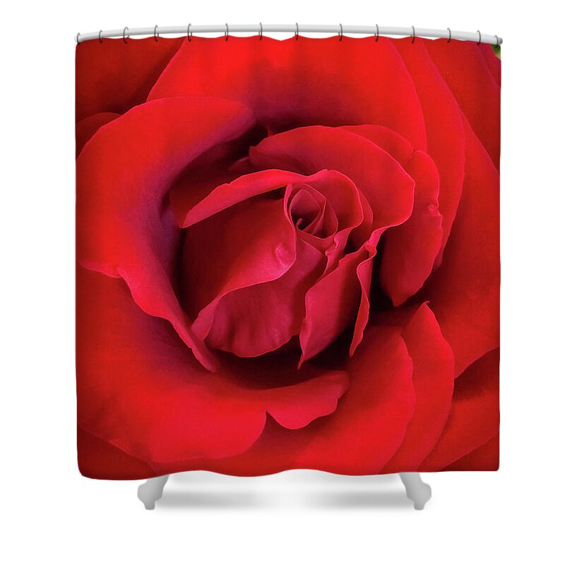 Art Shower Curtain featuring the photograph Rose Red 4 by Ronda Broatch