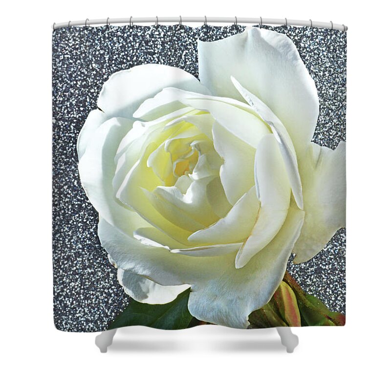 White Rose Shower Curtain featuring the photograph Rose With Some Sparkle by Terence Davis