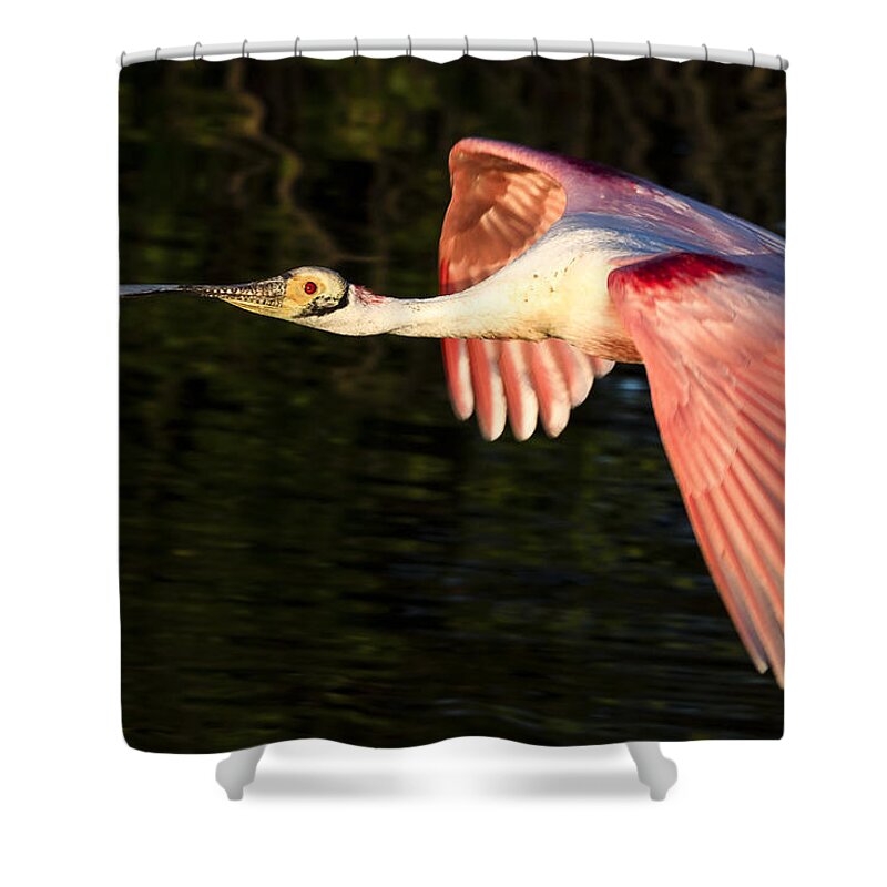 Roseate Shower Curtain featuring the photograph Roseate Spoonbill Flight by Jim Miller