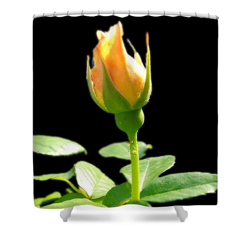 Roses Shower Curtain featuring the photograph Rosebud by Leslie Manley