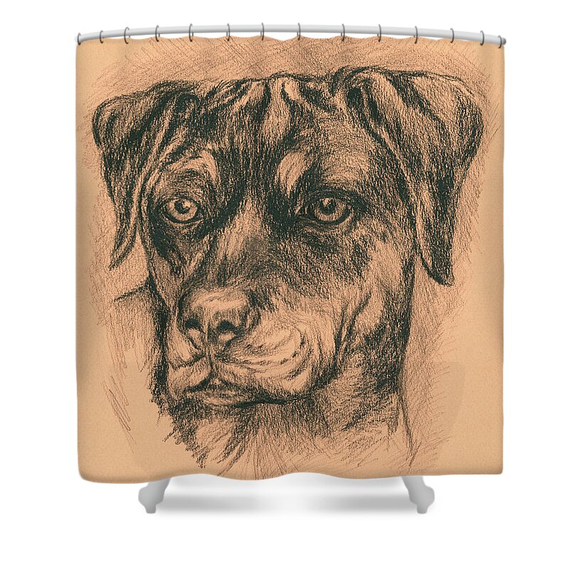Dog Shower Curtain featuring the drawing Rottweiler Mix in Charcoal by MM Anderson