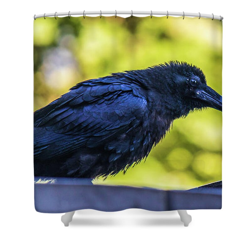 Crow Shower Curtain featuring the photograph Rough Crow by Jonny D