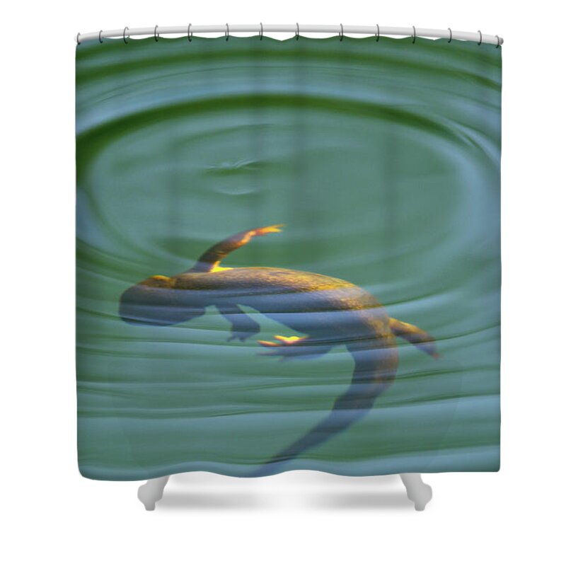 Newt Shower Curtain featuring the photograph Rough Skinned Newt by Andrew Kumler