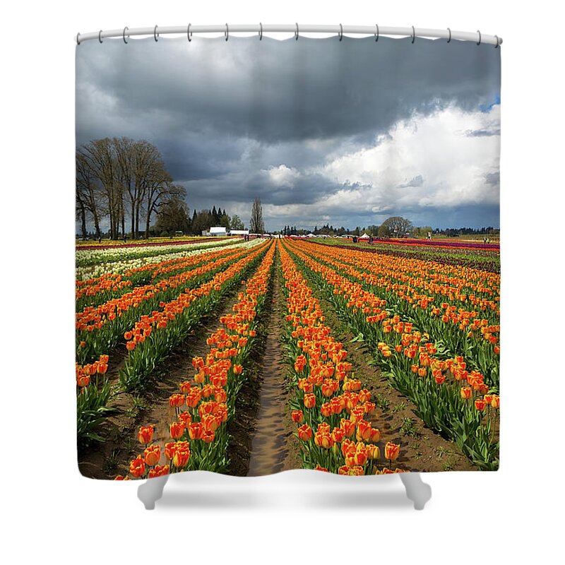 Wooden Shoe Shower Curtain featuring the photograph Rows of Colorful Tulips at Festival by David Gn