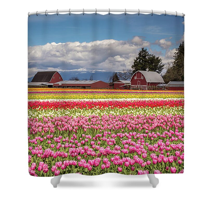 Red Shower Curtain featuring the photograph Rows of colorful tulips at the farm by Pierre Leclerc Photography