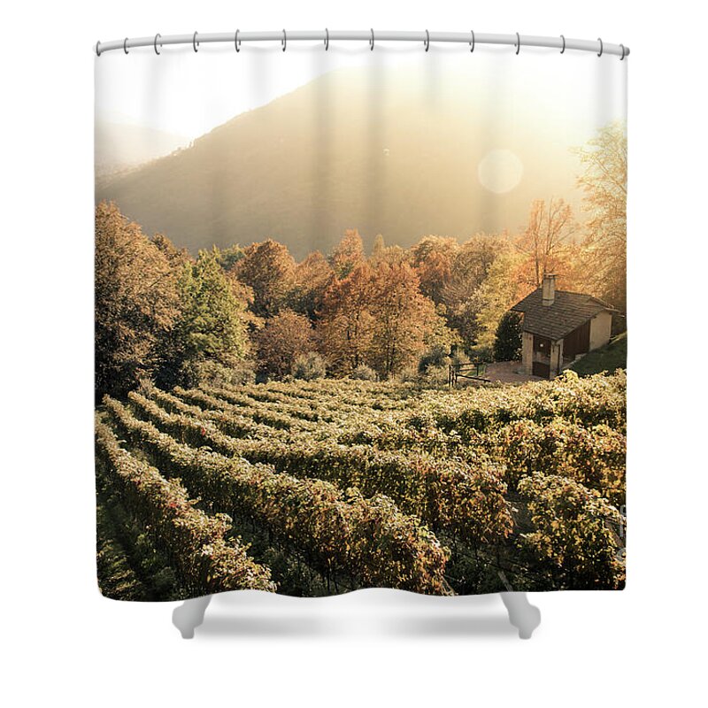 Autumn Shower Curtain featuring the photograph Rows of vine in a vineyard in ticino, switzerland at sunset by Amanda Mohler
