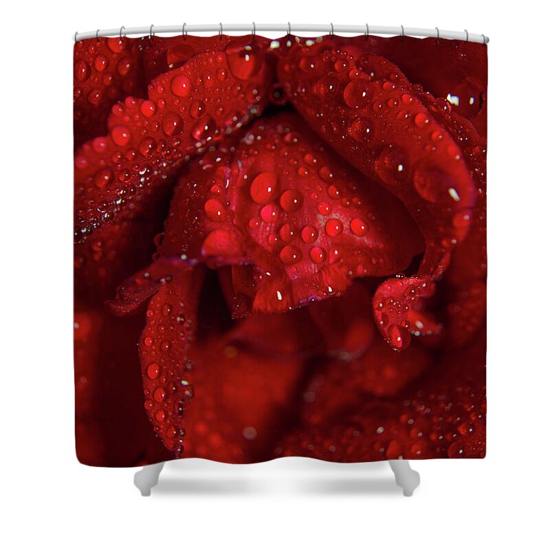 Botanical Photography Shower Curtain featuring the photograph Royal Red Rose Nature / Floral / Botanical Photograph by PIPA Fine Art - Simply Solid