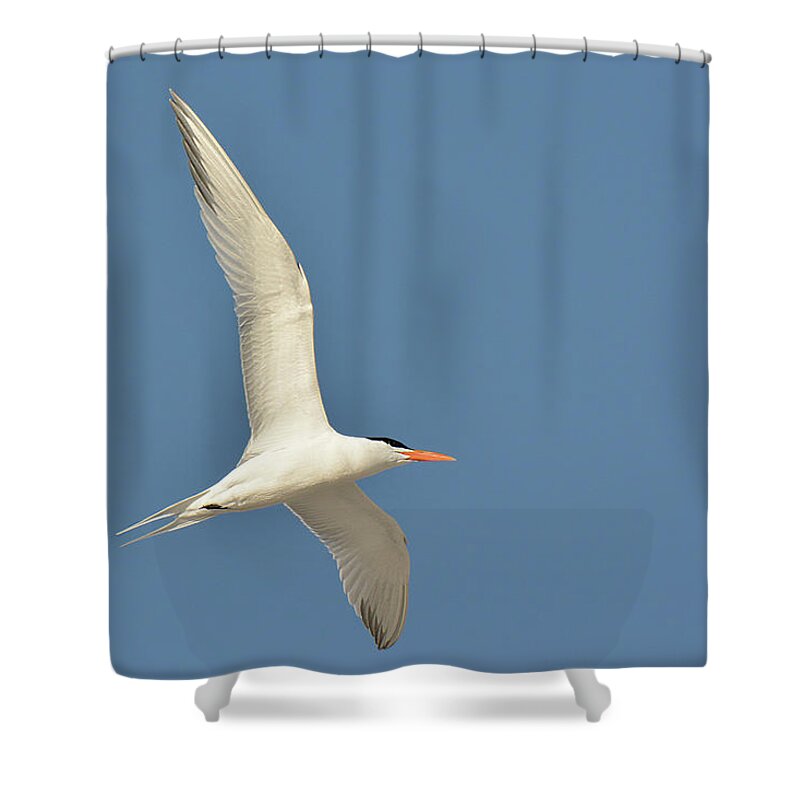Bird Shower Curtain featuring the photograph Royal Term by Alan Lenk