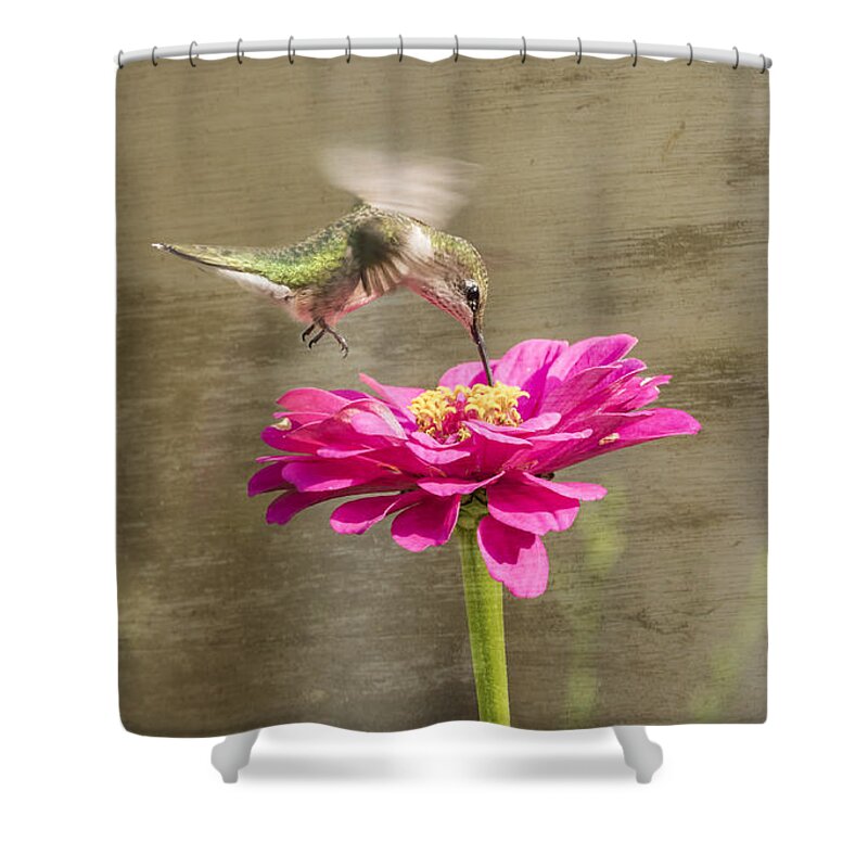 Ruby-throated Hummingbird Shower Curtain featuring the photograph Ruby Throated Hummingbird 12-2015 by Thomas Young