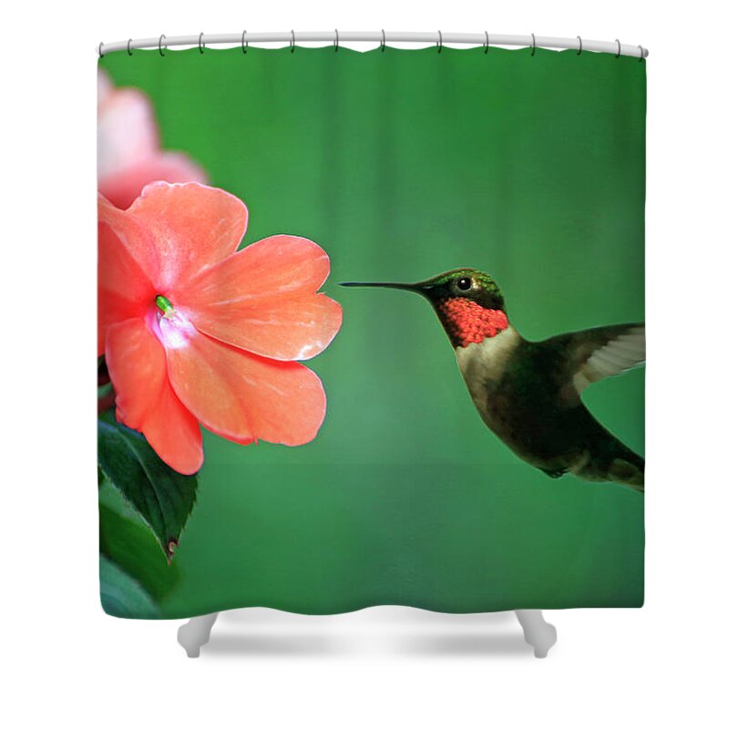 Bird Shower Curtain featuring the photograph Ruby-throated Hummingbird by Gary Corbett