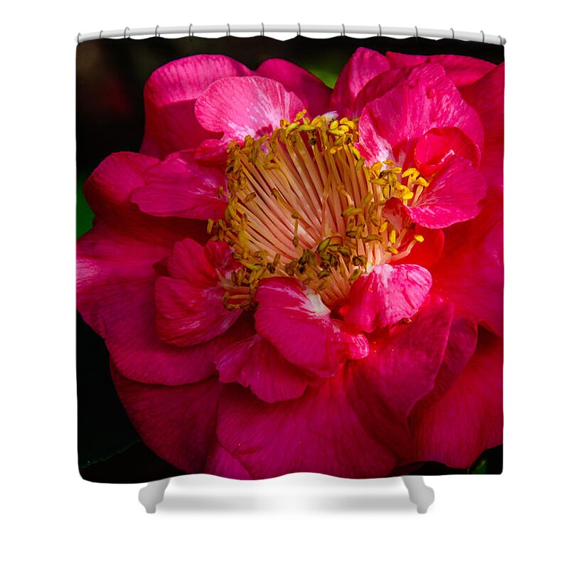 Ruffles Of Pink Framed Prints Shower Curtain featuring the photograph Ruffles of Pink by John Harding