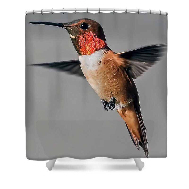 Rufous Hummingbird Shower Curtain featuring the photograph Rufous Male in-Flight by Stephen Johnson